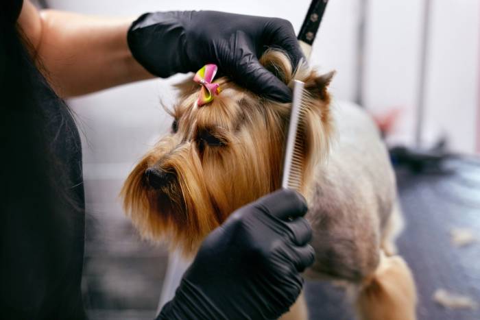 Flexible plans for dog grooming business of any size